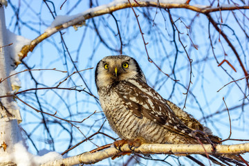 a beautiful owl bird with big yellow eyes sits on a tree