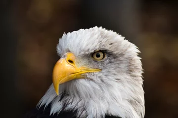 Foto op Plexiglas american bald eagle. Haliaeetus leucocephalus.photo of proud bird being the emblem of the usa © paveu