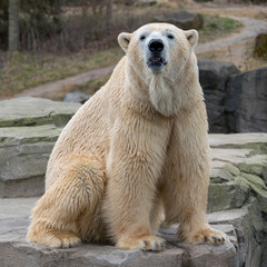 big polar bear looking into the face of the photographer