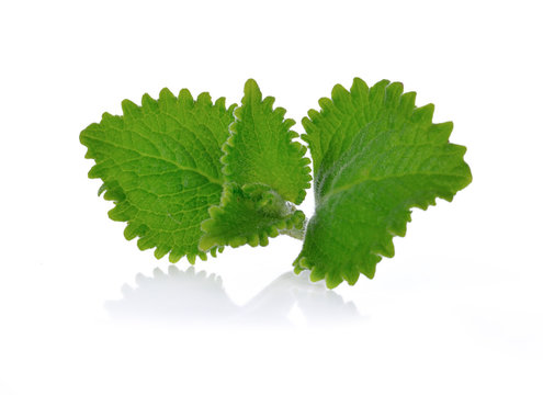 Green Leaves (Country Borage,Indian Borage,Coleus amboinicus Lour( Plectranthus amboinicus (Lour.))