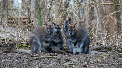 Wallabies / kangaroo family on a autumn day