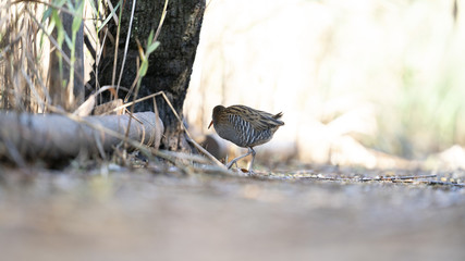 Fotografie nell'oasi del wwf di Burano