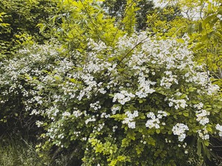 Hmm the Flowers this is amazing day and shoots in Lviv Ukraine. I do it, save this moment in my head. Photo on iPhone XS Max