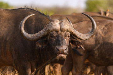 African Buffalo staring at the human intrusion while chewing the cud - obrazy, fototapety, plakaty