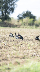 Fotografie nell'oasi del wwf di Burano
