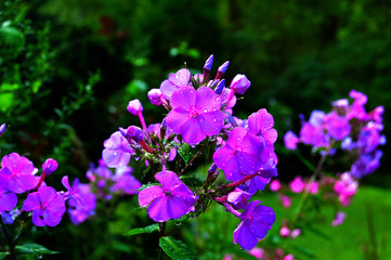 Fototapeta na wymiar Regentropfen auf den Blüten