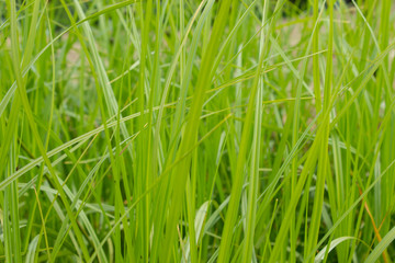 Fototapeta na wymiar Freesh spring green grass closeup.