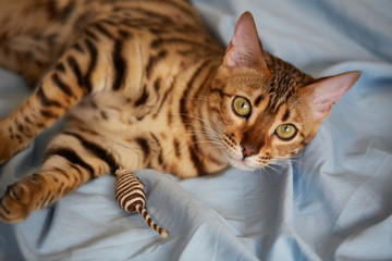 bengal cat female at home