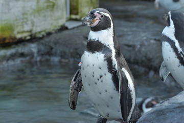 旭山動物園　ペンギン