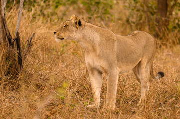 Lioness standing frozen for a lengthy period of time watching her prey in the nearby bushes