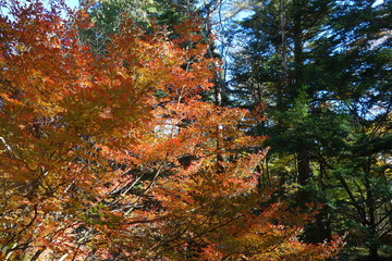 軽井沢のカラフルな秋の紅葉