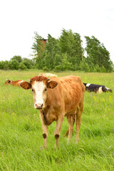 Fototapeta na wymiar Cows in the meadow. Summer day