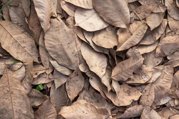 autumn leaves on floor