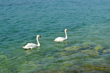 zwei Schwäne
