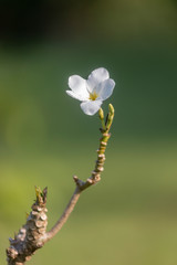 Close-Up Of White Flowering Plant In nature