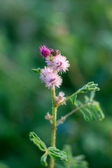 Close-Up Of pink Flowering Plant In nature