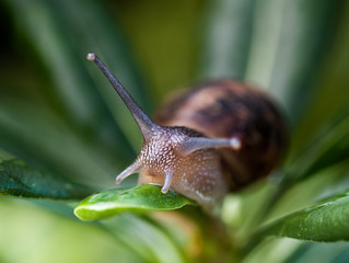 Portrait of a snail