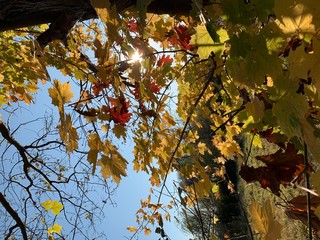 Autumn 2019 this is amazing day in Lviv Ukraine, love this memories. Photo Shoot on iPhone XS Max, location Lviv. This is great day in my city.. Love Autumn..