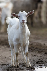 Obraz premium Young white goat