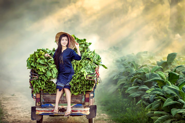 Beautiful Asian women picking tobacco In order to be further used as raw materials