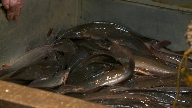 A closeup shot of a pile of live, fresh catfish in a deep metal container on display at a wet market with its seller nearby.