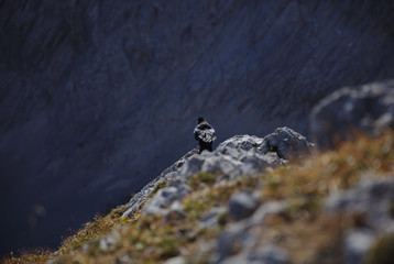 NB__0274 Black bird resting on rock in mountains