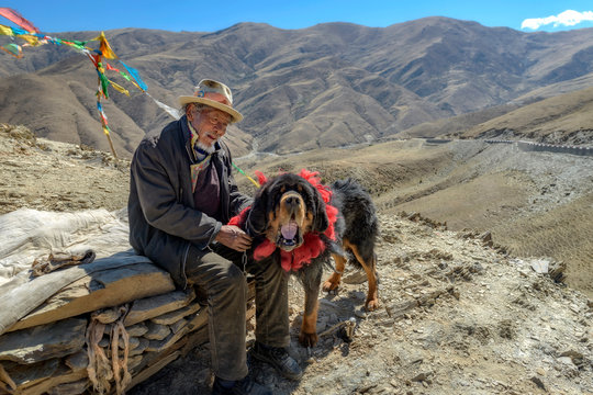 Leh/India-May 05, 2014: The Old Man Is Sunbathing With His Pet  Tibetan Mastiff. Happily In The Morning,Leh,India