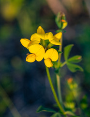 Vibrant yellow wildflower