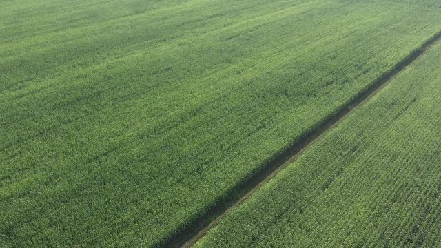 Morning sunlight above corn Zea mays field 4K drone video