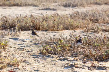 Rufous-chested Plover (Chorlo Chileno) Latin Name: Charadrius modestus