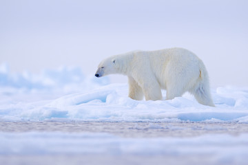 Naklejka na ściany i meble Polar bear on drift ice edge with snow and water in Norway sea. White animal in the nature habitat, Svalbard, Europe. Wildlife scene from nature.