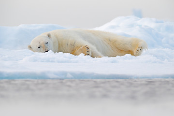 Fototapeta na wymiar Polar bear on drift ice edge with snow and water in Norway sea. White animal in the nature habitat, Svalbard, Europe. Wildlife scene from nature.