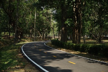 Fototapeta premium road in the forest