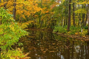 Obraz premium Autumn landscape with a calm river in forest.