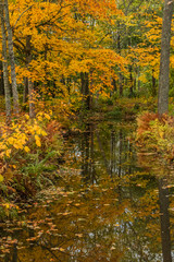 Autumn landscape with a calm river in forest.
