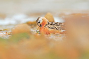 Grey Phalarope, Phalaropus fulicarius, orange and brown water bird in the grass nature habitat,...