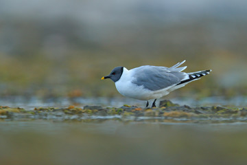 Larus sabini, Sabine's Gull, Xema sabini. Bird on the ocean coast. White bird with black head, Svalbard, Norway. Rare gull from north of Europe