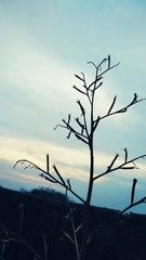 tree in sunset