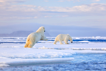 Two polar bears with killed seal. White bear feeding on drift ice with snow, Manitoba, Canada. Bloody nature with big animals. Dangerous baer with carcass. Arctic wildlife, animal food behaviour.