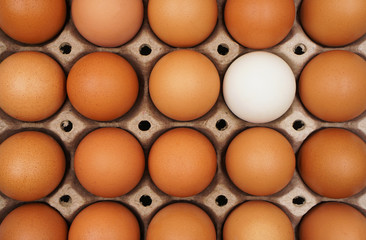 top view of one white egg among many brown eggs in the carton, differentiate and unique concept