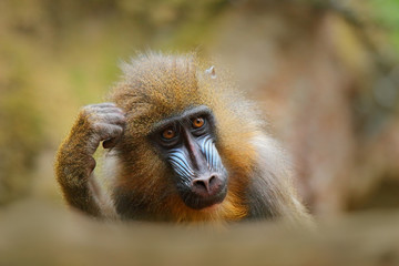Mandrill, Mandrillus sphinx, sitting on tree branch in dark tropical forest. Animal in nature habitat, in forest. Detail portrait of monkey from central Africa, forest in Gabon.