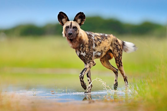 Wild Dog, Walking In The Green Grass With Water, Okavango Delta, Botswana In Africa. Dangerous Spotted Animal With Big Ears. Hunting Painted Dog On African Safari. Wildlife Scene From Nature.