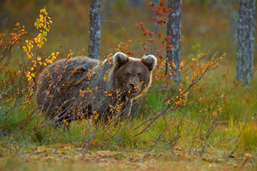 Cute brown bear cub, orange and red autumn. Beautiful baby of brown bear walking around lake with autumn colors. Dangerous animal in nature forest and meadow habitat. Wildlife scene from Finland.