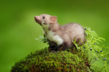 Beautiful cute forest animal. Beech marten, Martes foina, with clear green background. Small predator sitting on the tree trunk in forest. Wildlife scene from Germany.