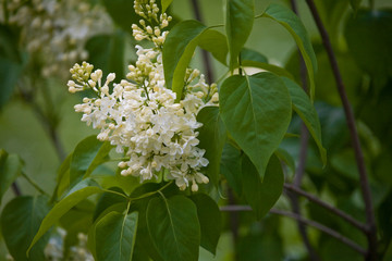 spring lilac flower in the garden surrounded by backgrounds with green leaves