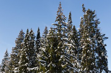 snow covered spruces in winter sunny day