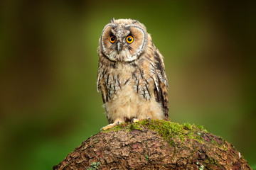 Long-eared Owl sitting in green vegetation in the fallen larch forest during dark day. Wildlife scene from the nature habitat.  Face portrait with orange eyes, Poland, Europe.