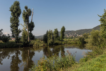 Fototapeta na wymiar tall trees on the river bank in summer
