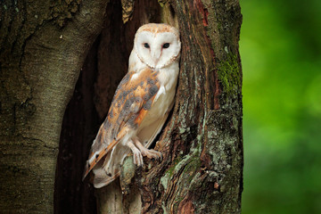 Barn owl, Tyto alba sitting on tree trunk at the evening with nice light near the nesting hole. Wildlife scene from nature. Owl in the dark forest, Czech Republic, Europe.