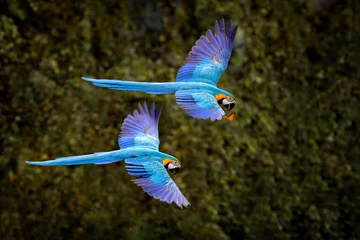 Deurstickers Macaw parrot in flight. Big blue Ara ararauna in the dark green forest habitat in Pantanal, Brazil. Action wildlife scene from South America. Bird in the tropic green forest. MAcaw in the habitat. © ondrejprosicky